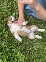 ♥️HAPPY GIRL HEIDI♥️, a female Collie and Bernese Mountain Dog for sale in Gambier, OH – 7 of 7