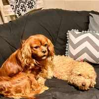 DUKE 🐾STUD, a male Cavalier King Charles Spaniel for sale in Gambier, OH – Photo 6 of 10