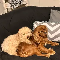 DUKE 🐾STUD, a male Cavalier King Charles Spaniel for sale in Gambier, OH – Photo 2 of 10