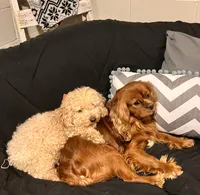 processed/58cbe17d-b265-4955-b629-b23e14ff2ecd/listing/5a65d7bc-4a79-4f30-8794-316112777eed/2270ae8b-740c-4931-b8a5-21292700f62c