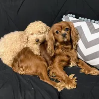 DUKE 🐾STUD, a male Cavalier King Charles Spaniel for sale in Gambier, OH – Photo 8 of 10