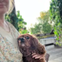 DUKE 🐾STUD, a male Cavalier King Charles Spaniel for sale in Gambier, OH – Photo 7 of 10