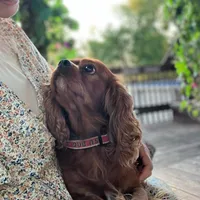 DUKE 🐾STUD, a male Cavalier King Charles Spaniel for sale in Gambier, OH – Photo 9 of 10