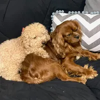 DUKE 🐾STUD, a male Cavalier King Charles Spaniel for sale in Gambier, OH – Photo 3 of 10