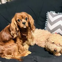 DUKE 🐾STUD, a male Cavalier King Charles Spaniel for sale in Gambier, OH – Photo 4 of 10