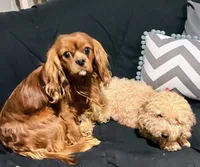 processed/58cbe17d-b265-4955-b629-b23e14ff2ecd/listing/5a65d7bc-4a79-4f30-8794-316112777eed/71ed4b5a-15f6-4243-b490-8c5282e33d4a