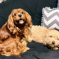 DUKE 🐾STUD, a male Cavalier King Charles Spaniel for sale in Gambier, OH – Photo 5 of 10