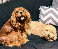 processed/58cbe17d-b265-4955-b629-b23e14ff2ecd/listing/5a65d7bc-4a79-4f30-8794-316112777eed/9ec0902b-79aa-4a56-a112-be1c00ad89c5