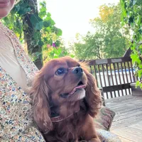 DUKE 🐾STUD, a male Cavalier King Charles Spaniel for sale in Gambier, OH – Photo 1 of 10
