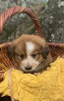 SWEET NELLIE MAE , a female Collie and Bernese Mountain Dog for sale in Gambier, OH – 6 of 10