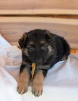 Diesel, a male German Shepherd Dog for sale in Gambier, OH – 5 of 10
