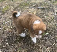 SWEET NELLIE MAE , a female Collie and Bernese Mountain Dog for sale in Gambier, OH – 4 of 10