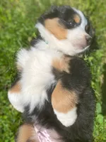 ♥️Sweet Bernie ♥️, a male Collie and Bernese Mountain Dog for sale in Gambier, OH – 6 of 10