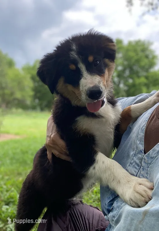 ♥️LITTLE JIMBOB♥️ – Collie, Bernese Mountain Dog puppy for sale in Gambier, OH