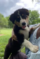 ♥️LITTLE JIMBOB♥️, a male Collie and Bernese Mountain Dog for sale in Gambier, OH – 1 of 9