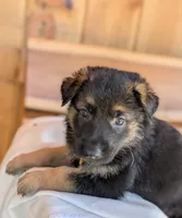 Diesel, a male German Shepherd Dog for sale in Gambier, OH – 3 of 10