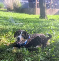 Little Dawson , a male Collie and Bernese Mountain Dog for sale in Gambier, OH – 4 of 6