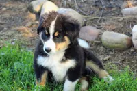♥️LITTLE JAXSON♥️, a male Collie and Bernese Mountain Dog for sale in Gambier, OH – 3 of 9