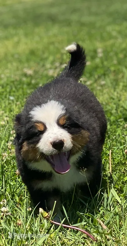 ♥️Sweet Bernie ♥️ – Collie, Bernese Mountain Dog puppy for sale in Gambier, OH