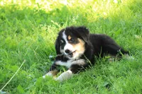♥️LITTLE JAXSON♥️, a male Collie and Bernese Mountain Dog for sale in Gambier, OH – 8 of 9