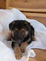 Turbo, a male German Shepherd Dog for sale in Gambier, OH – 3 of 7