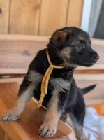 Diesel, a male German Shepherd Dog for sale in Gambier, OH – 2 of 10