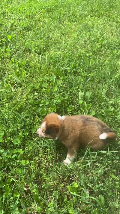 SWEET NELLIE MAE , a female Collie and Bernese Mountain Dog for sale in Gambier, OH – 9 of 10