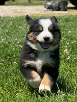 ♥️Sweet Bernie ♥️, a male Collie and Bernese Mountain Dog for sale in Gambier, OH – 9 of 10