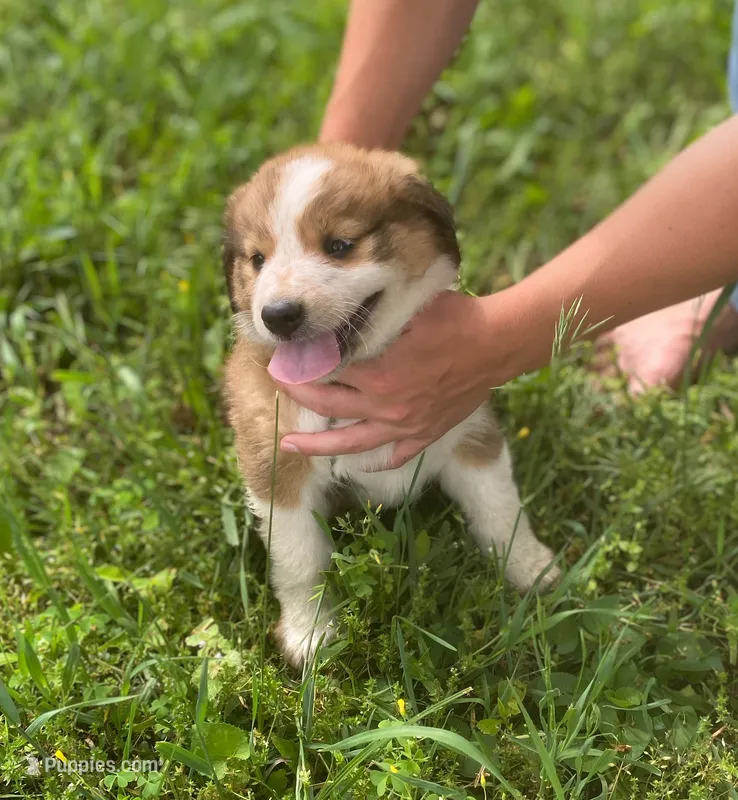 ♥️HAPPY GIRL HEIDI♥️ – Collie, Bernese Mountain Dog puppy for sale in Gambier, OH