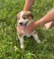 ♥️HAPPY GIRL HEIDI♥️, a female Collie and Bernese Mountain Dog for sale in Gambier, OH – 1 of 7