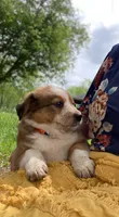 SWEET NELLIE MAE , a female Collie and Bernese Mountain Dog for sale in Gambier, OH – 5 of 10