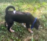 Little Dawson , a male Collie and Bernese Mountain Dog for sale in Gambier, OH – 6 of 6