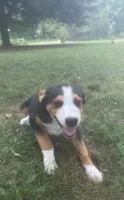 ♥️LITTLE NELSON♥️, a male Collie and Bernese Mountain Dog for sale in Gambier, OH – 8 of 9