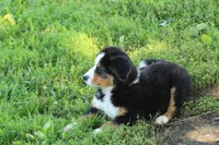 ♥️Little Rocco♥️, a male Bernese Mountain Dog for sale in Gambier, OH – 8 of 10