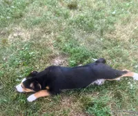 ♥️LITTLE NELSON♥️, a male Collie and Bernese Mountain Dog for sale in Gambier, OH – 3 of 9