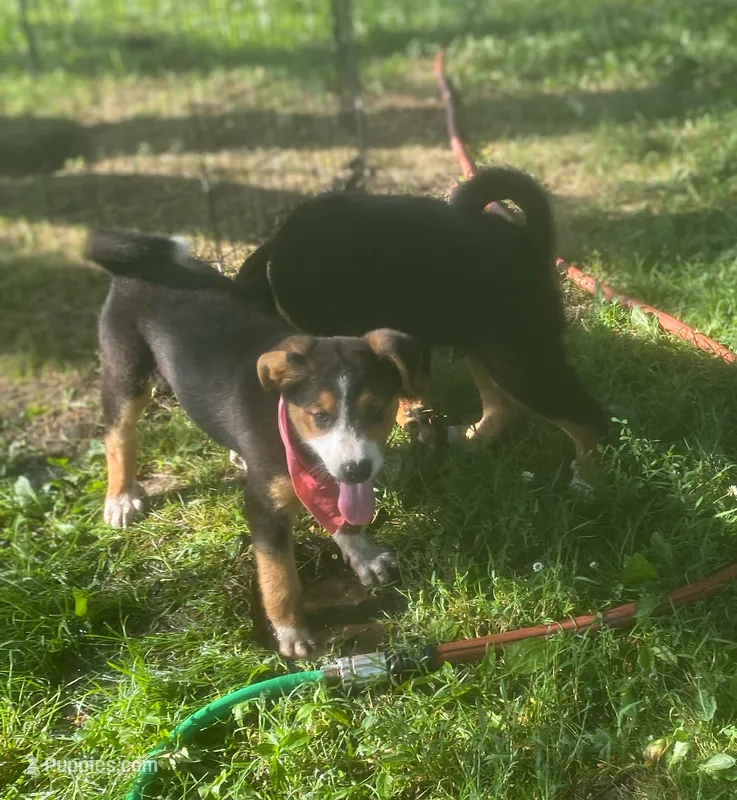Little Darren – Collie, Bernese Mountain Dog puppy for sale in Gambier, OH