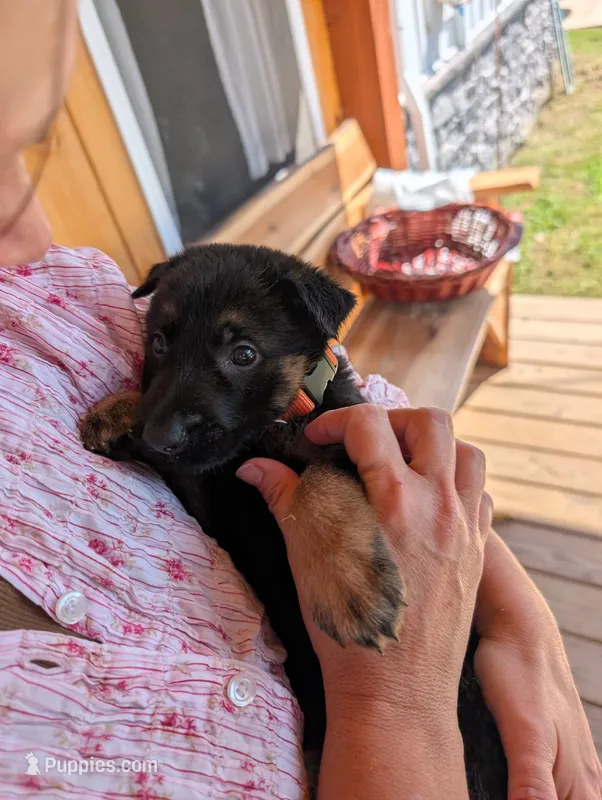 🩷SWEET ANNA🩷 – German Shepherd Dog puppy for sale in Gambier, OH