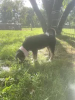 Daisy Mae, a female Collie and Bernese Mountain Dog for sale in Gambier, OH – 6 of 6