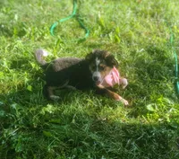 Daisy Mae, a female Collie and Bernese Mountain Dog for sale in Gambier, OH – 5 of 6