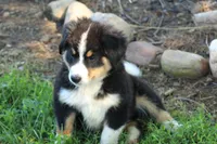 ♥️Little Rocco♥️, a male Bernese Mountain Dog for sale in Gambier, OH – 5 of 10