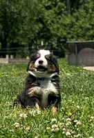 ♥️Sweet Bernie ♥️, a male Collie and Bernese Mountain Dog for sale in Gambier, OH – 3 of 10