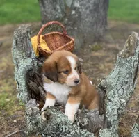 SWEET NELLIE MAE , a female Collie and Bernese Mountain Dog for sale in Gambier, OH – 8 of 10