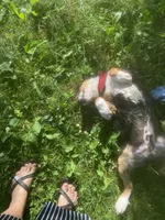 Little Darren, a male Collie and Bernese Mountain Dog for sale in Gambier, OH – 2 of 2
