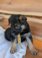 Diesel, a male German Shepherd Dog for sale in Gambier, OH – 8 of 10