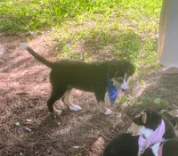 Little Dawson , a male Collie and Bernese Mountain Dog for sale in Gambier, OH – 5 of 6