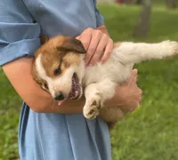 ♥️HAPPY GIRL HEIDI♥️, a female Collie and Bernese Mountain Dog for sale in Gambier, OH – 2 of 7