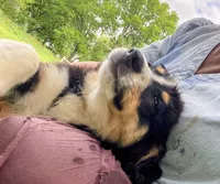 ♥️LITTLE JIMBOB♥️, a male Collie and Bernese Mountain Dog for sale in Gambier, OH – 4 of 9
