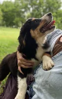 ♥️LITTLE JIMBOB♥️, a male Collie and Bernese Mountain Dog for sale in Gambier, OH – 2 of 9