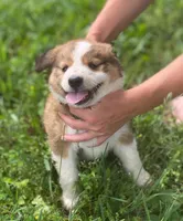 ♥️HAPPY GIRL HEIDI♥️, a female Collie and Bernese Mountain Dog for sale in Gambier, OH – 5 of 7