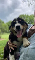 ♥️LITTLE JIMBOB♥️, a male Collie and Bernese Mountain Dog for sale in Gambier, OH – 8 of 9